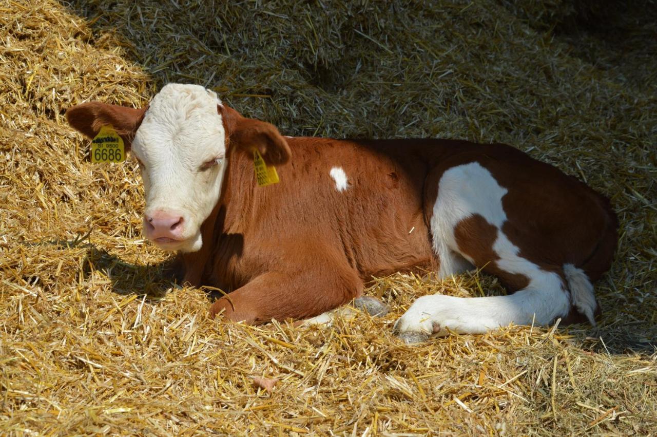 Tourist Farm Mulej Villa Bled Kültér fotó