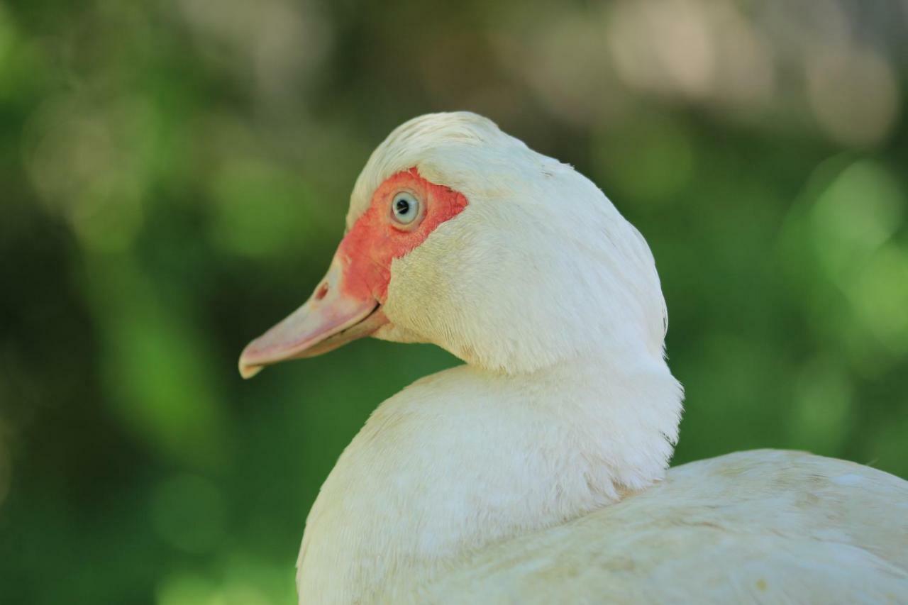 Tourist Farm Mulej Villa Bled Kültér fotó