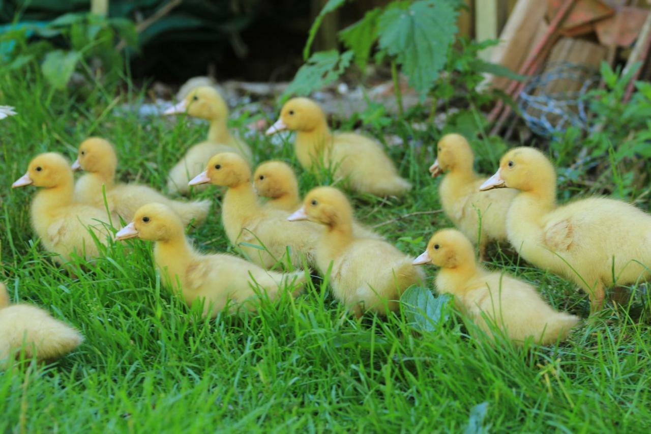 Tourist Farm Mulej Villa Bled Kültér fotó