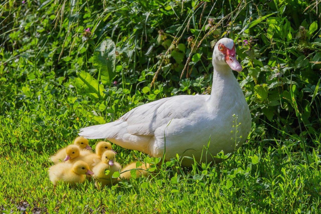 Tourist Farm Mulej Villa Bled Kültér fotó